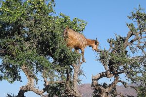 Goats climbing an argan tree in the Souss countryside near Taroudant, Morocco