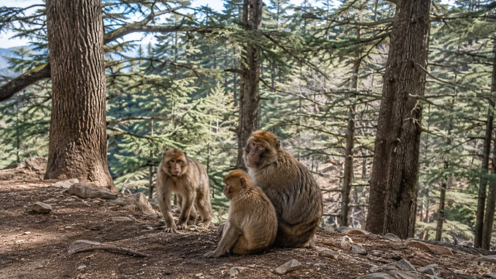 Barbary macaques in the Middle Atlas cedar forest during a 3 day desert tour from Fes to Merzouga