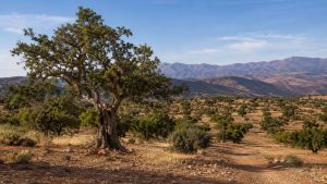 Natural argan tree landscape in the Souss Valley near Taroudant, Morocco, with Atlas foothills in the background