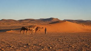 Dromedaries beside the isolated Tinfou sand dune in the rocky desert near Zagora
